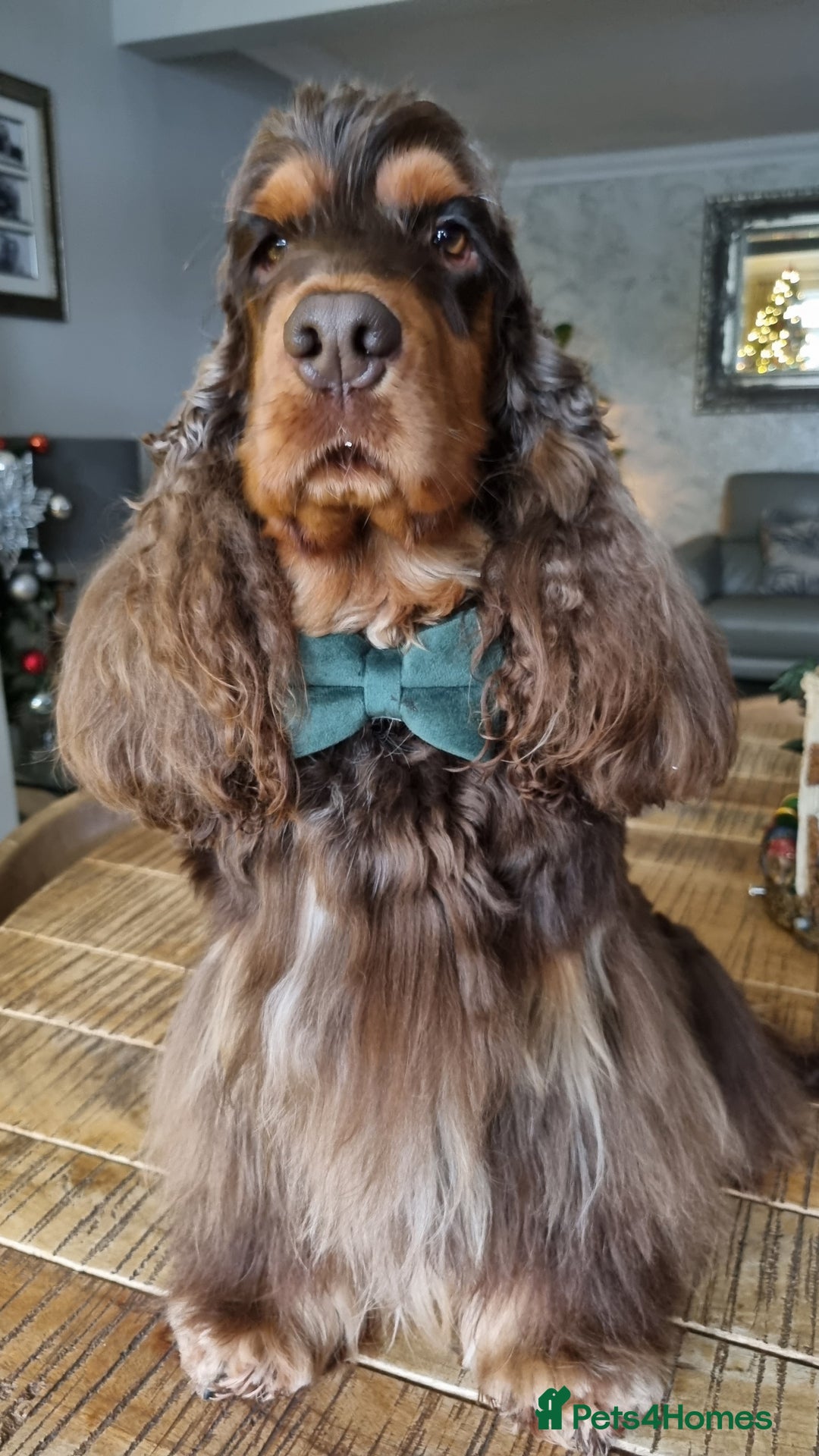 Cocker Spaniel dogs for stud: SHOW COCKER SPANIEL 🐕 health tested stud  in Brentwood - Advert 3