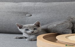 Russian Blue cats for sale: Russian blue babies looking for FOREVER homes - Image 35