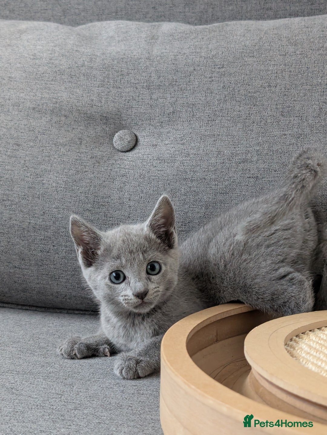 Russian Blue cats for sale: Russian blue babies looking for FOREVER homes - Image 35
