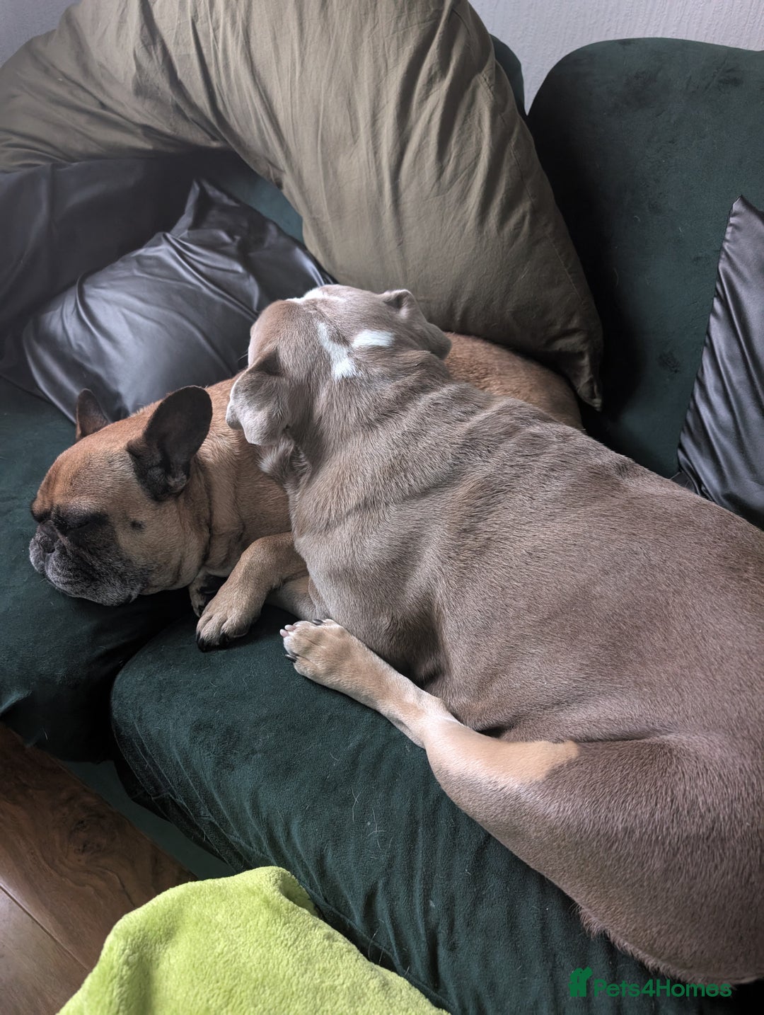English Bulldog dogs for sale: English bulldog - Image 6