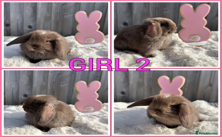Mini Lop rabbits - Advert 1
