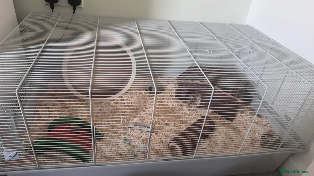 Hamster rodents for sale: Russian dwarf hamster  - Advert 2