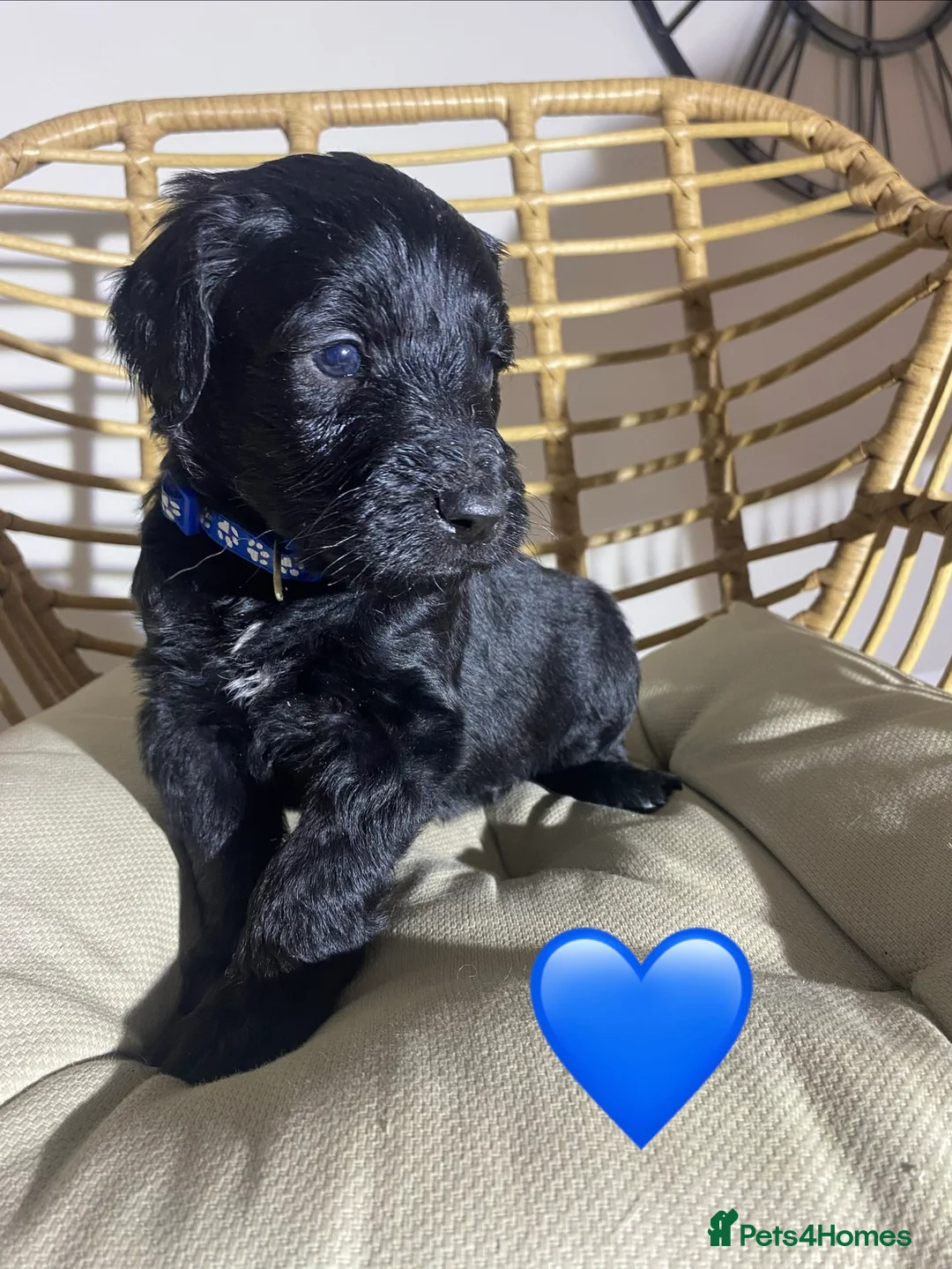 Goldendoodle dogs for sale: F1 Goldendoodles 🖤💛 - Advert 32