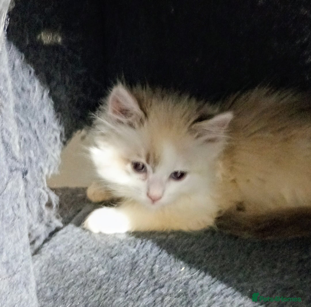 Ragdoll cats for sale: Beautiful full ragdoll kittens £695 - Advert 33