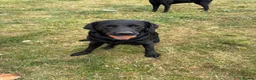 Labrador Retriever dogs for sale: ** experienced home only ** Male Black Lab  in Sheffield - Advert 2