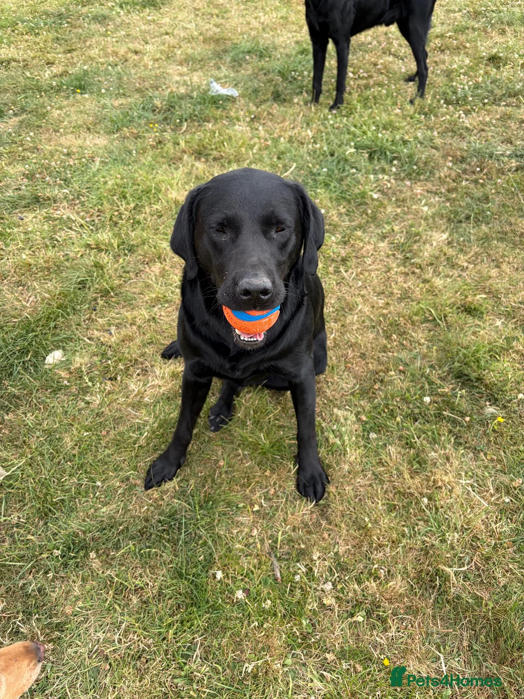 Labrador Retriever dogs for sale: ** experienced home only ** Male Black Lab  in Sheffield - Advert 2
