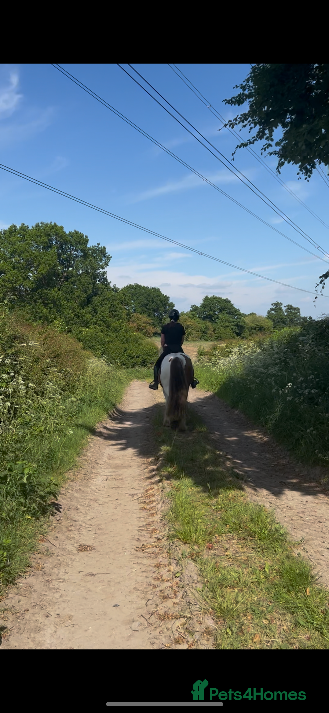 Irish Cob horses for sale: 5 yo skewbald cob 13.3 hh  - Image 4