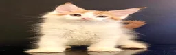 Maine Coon cats for sale: Beautiful maine coon kittens - Advert 9