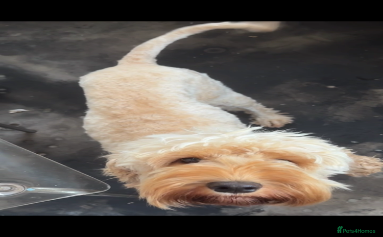 Cockapoo dogs - Advert 1