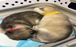 Siberian Husky dogs for sale: 1 female and 2 male huskies for sale - Advert 9