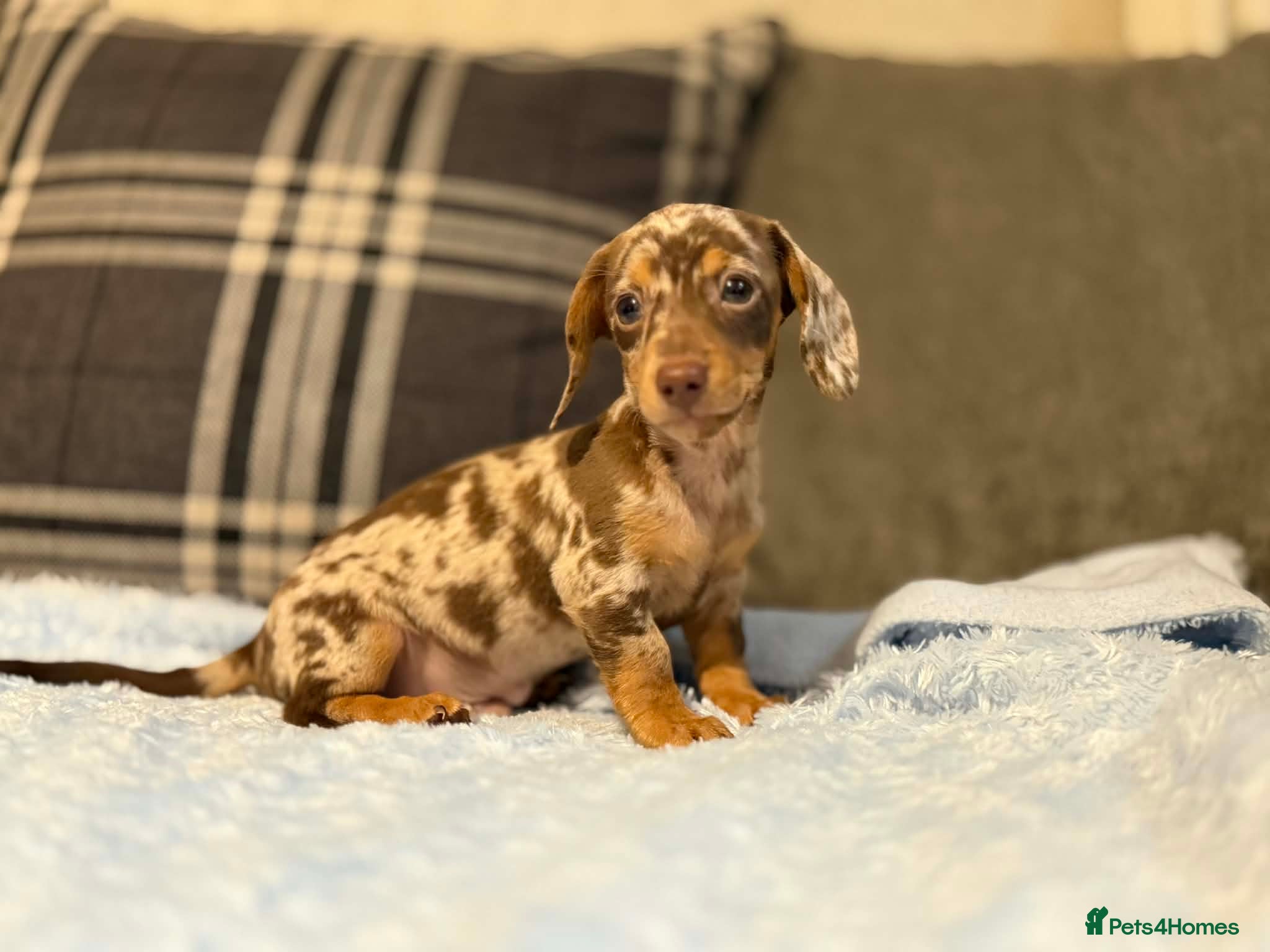 Miniature Dachshund dogs 6 puppies ready to leave  - Advert 8