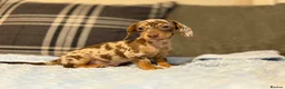Miniature Dachshund dogs for sale: 3 puppies ready to leave  - Advert 2