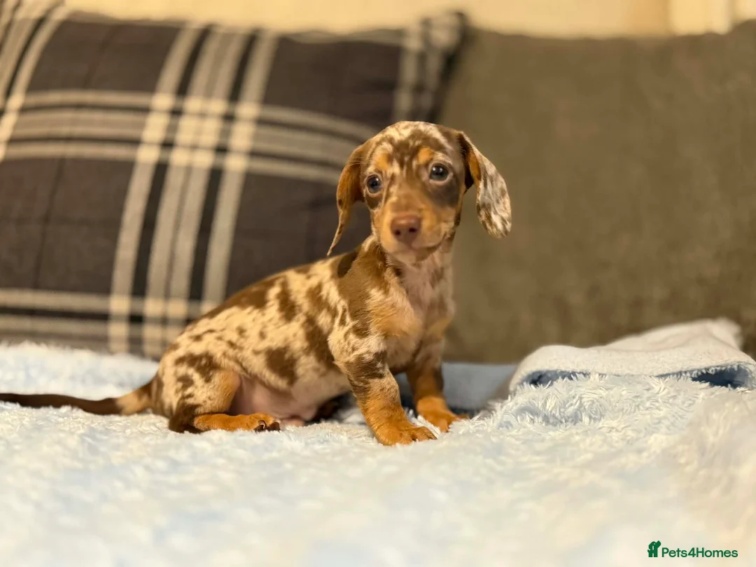Miniature Dachshund dogs for sale: 3 puppies ready to leave  - Advert 2