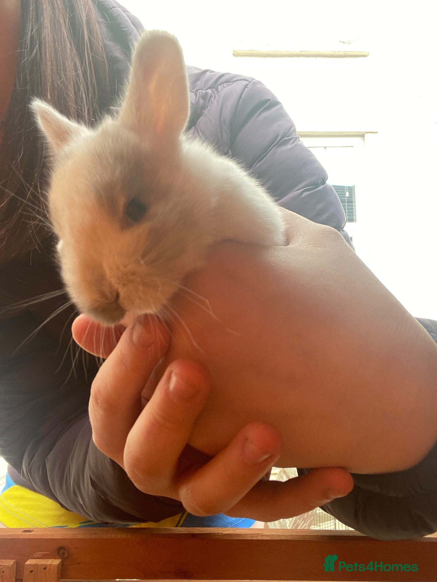 Mixed Breed rabbits Baby bunnies - Advert 1