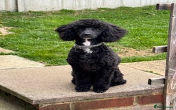 Toy Poodle dogs for stud: Black Toy Poodle  - Image 1