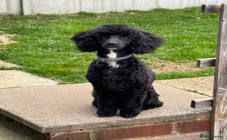 Toy Poodle dogs - Advert 2