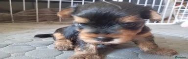Yorkshire Terrier 2