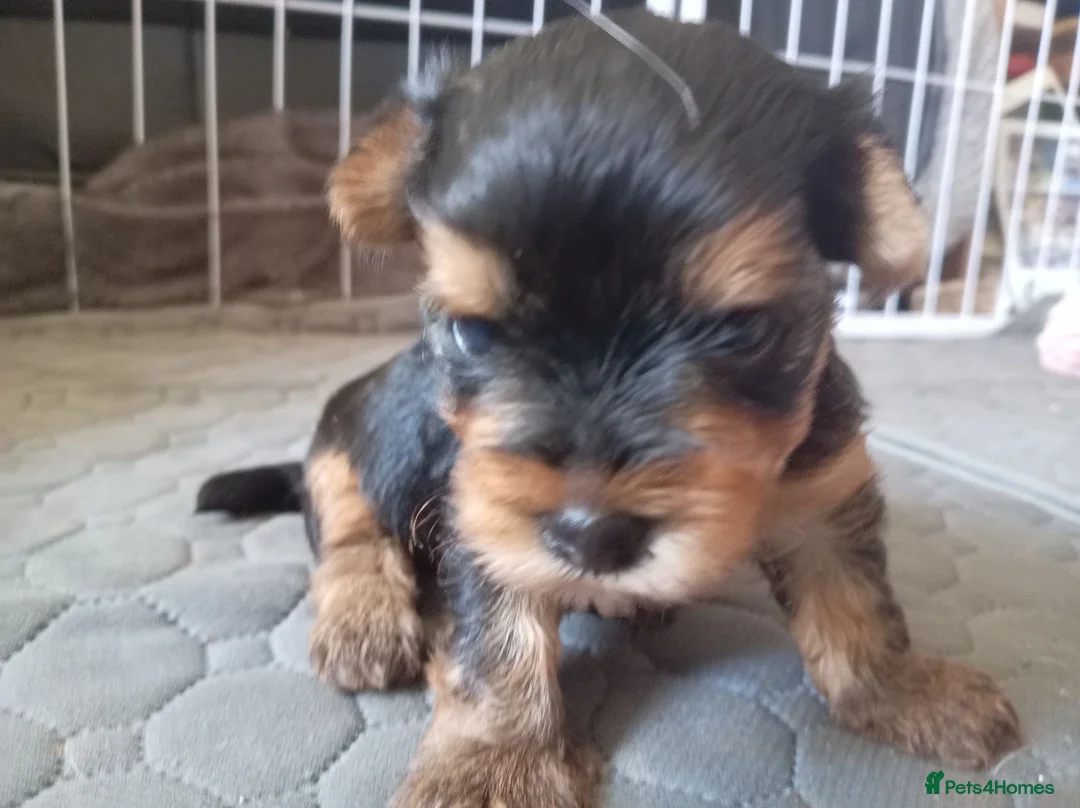 Yorkshire Terrier dogs for sale: 2 beautiful boys Yorkies dad kc registered  - Advert 1
