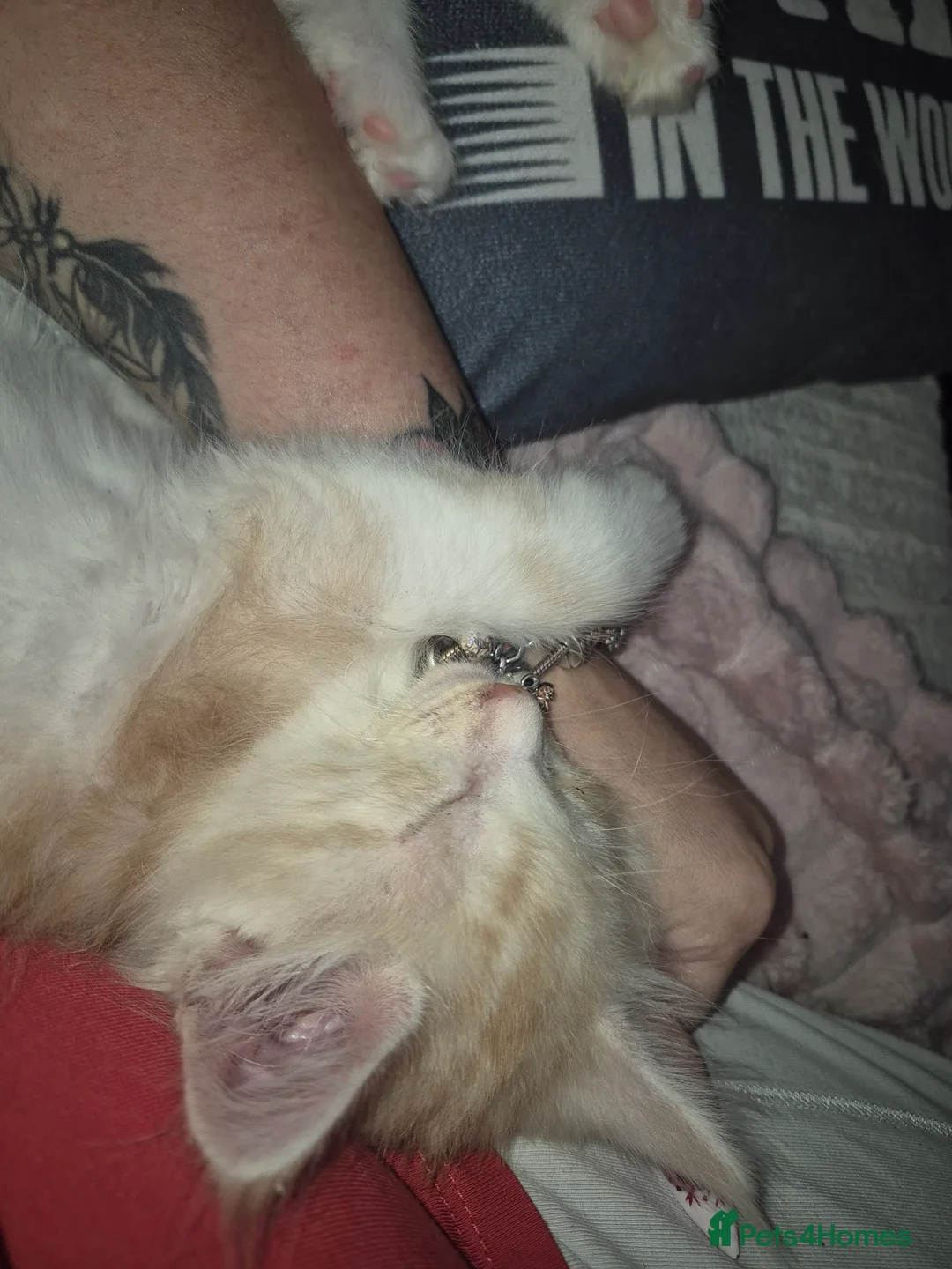 Maine Coon cats for sale: Maine Coon Floof - Advert 10