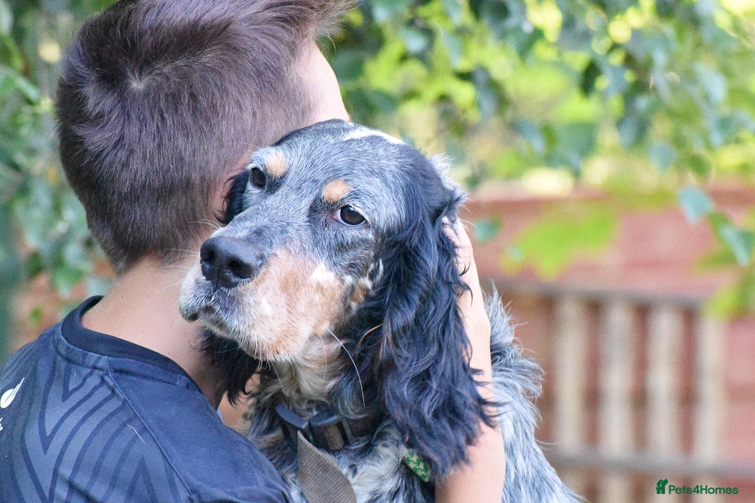 English Setter dogs for adoption: Hasgar - Image 16