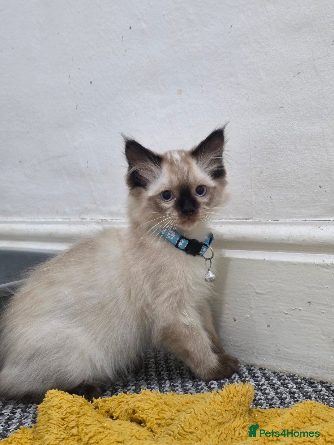 Ragdoll cats for sale: Beautiful Ragdoll kittens ready for a new home  - Advert 4