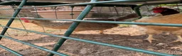 Chickens poultry for sale: Cream legbar hen - Advert 6