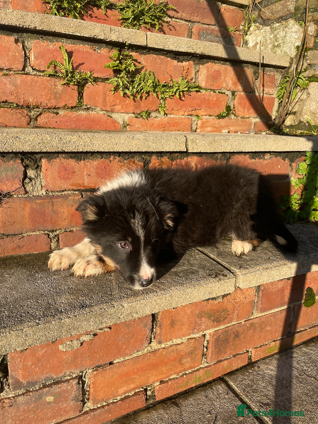 Border Collie dogs for sale: 3 Beautiful Sheepdog Puppies - Advert 23