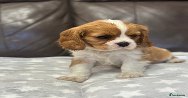 Cavalier King Charles Spaniel dogs - Advert 11