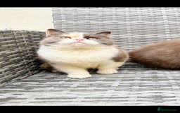 British Shorthair cats for sale: 🤎🧡🤍Stunning Chocolate Calico BSH Girl in Wallington - Image 9