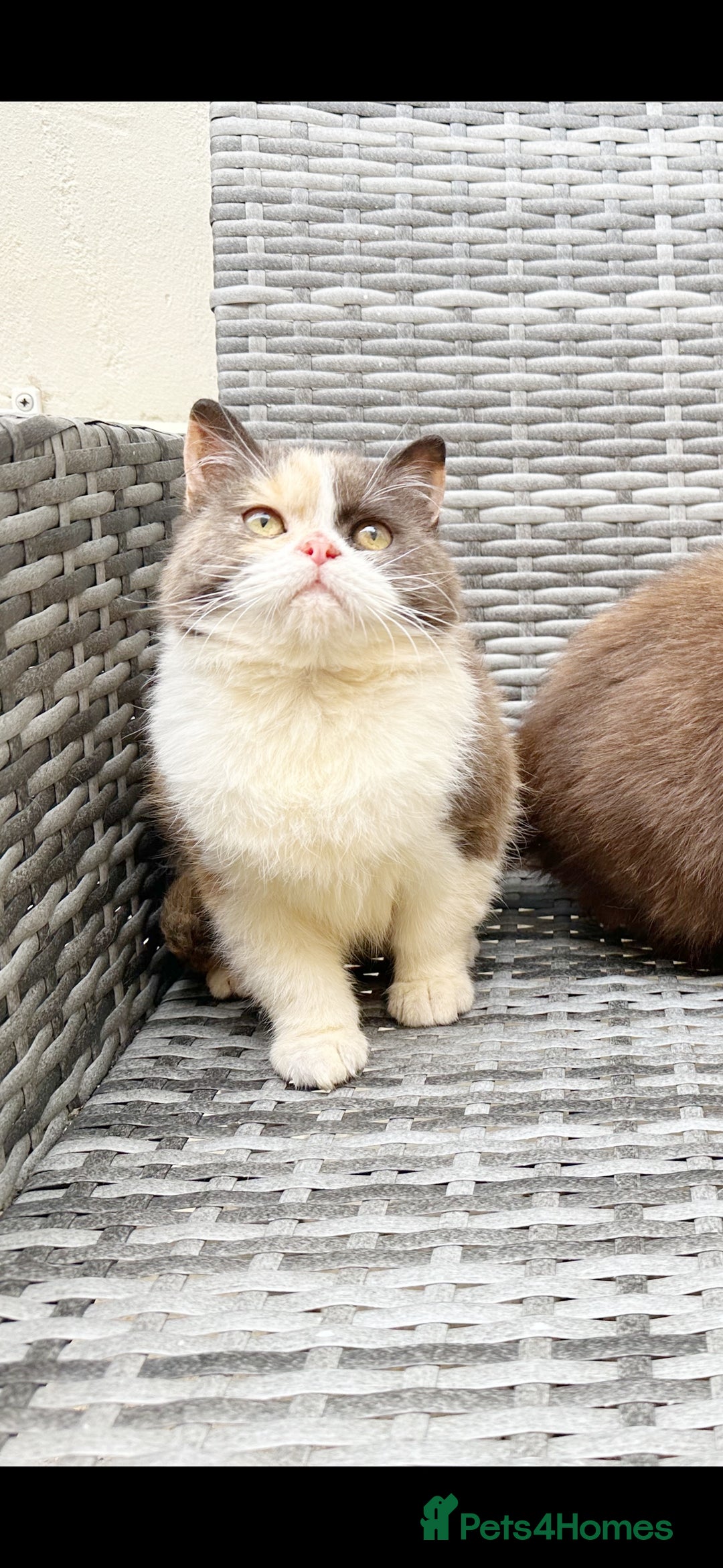 British Shorthair cats for sale: 🤎🧡🤍Stunning Chocolate Calico BSH Girl in Wallington - Image 9