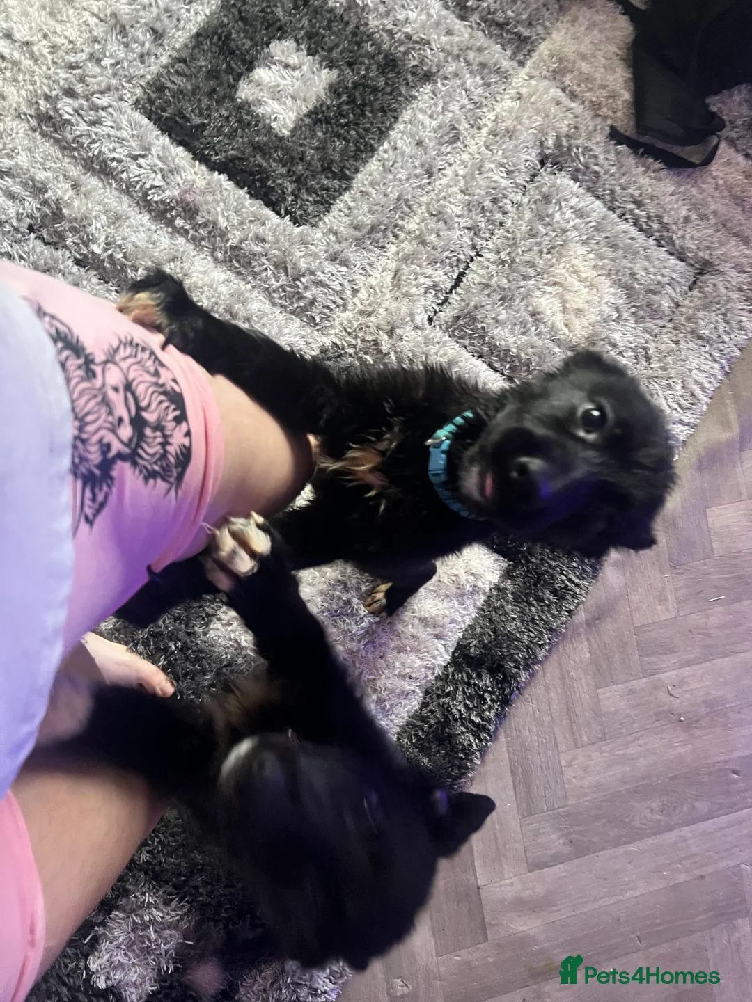 Mixed Breed dogs for sale: German shepherd X COLLiE REDUCED!! - Advert 6