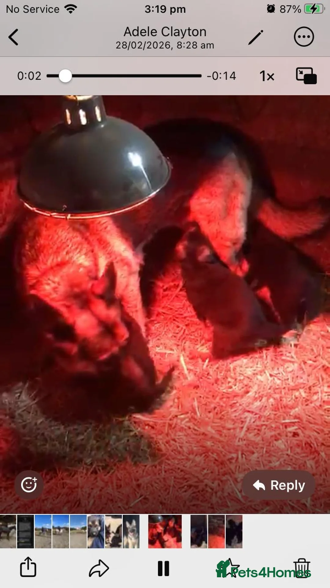 German Shepherd dogs for sale: German shepherd puppies  - Advert 2