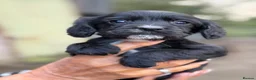 Cocker Spaniel dogs for sale: Beautiful cocker spaniel puppies  - Advert 14