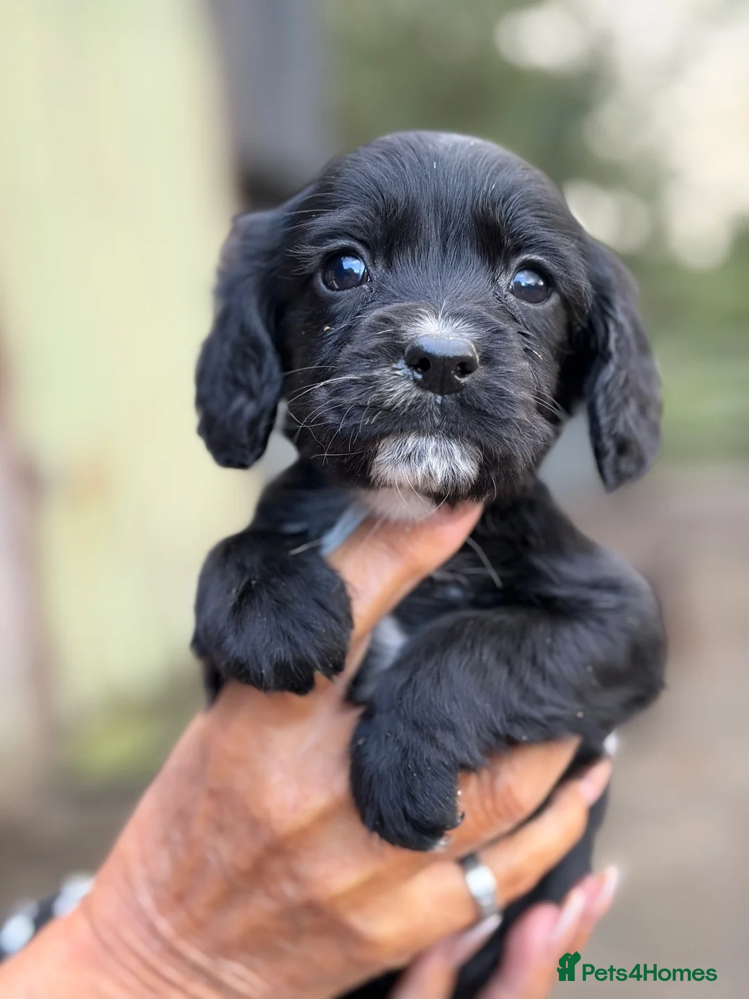 Cocker Spaniel dogs for sale: Beautiful cocker spaniel puppies  - Advert 14