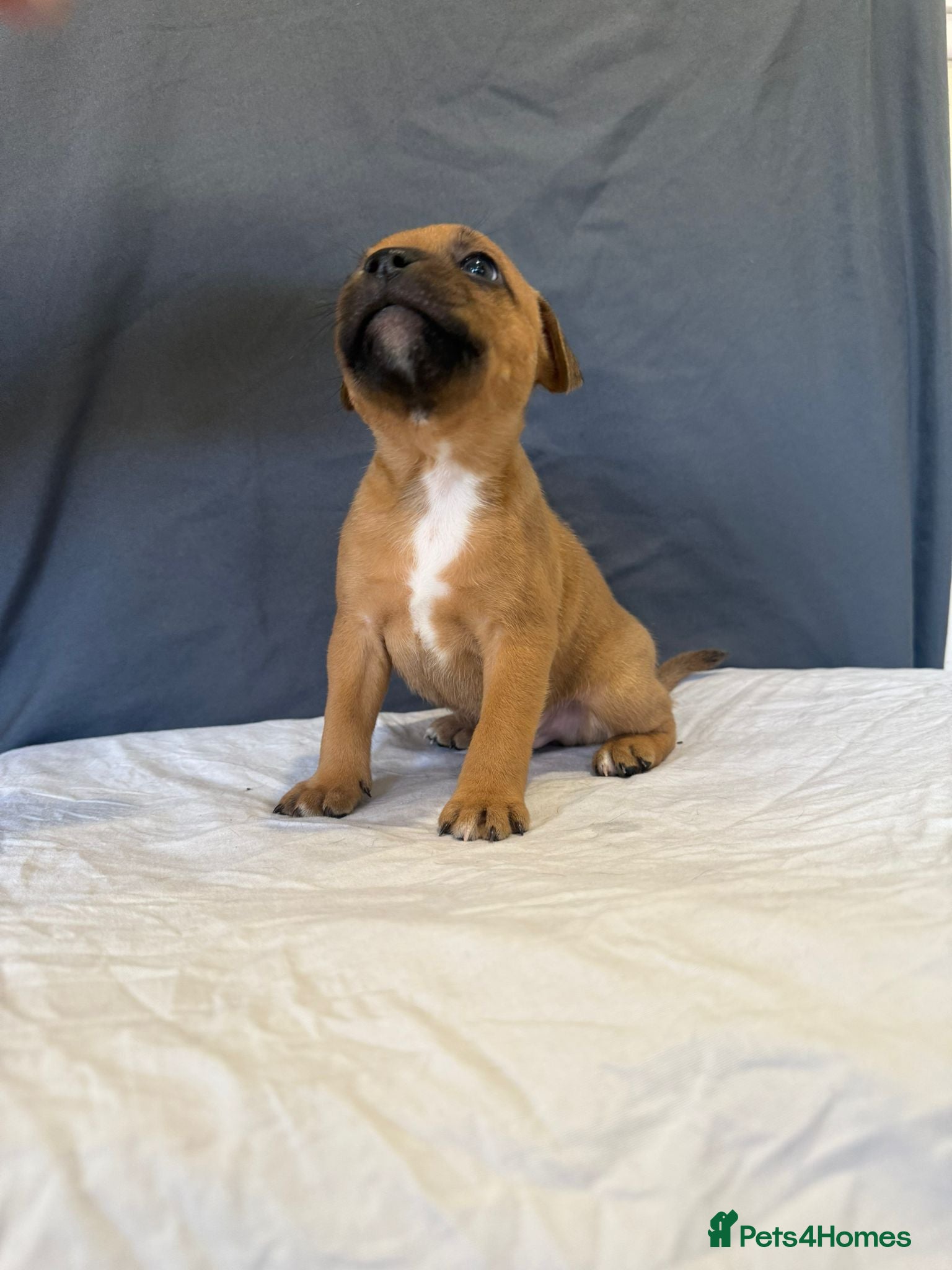 Staffordshire Bull Terrier dogs COI 3.6% Red staffordshire bull terrier's - Advert 4