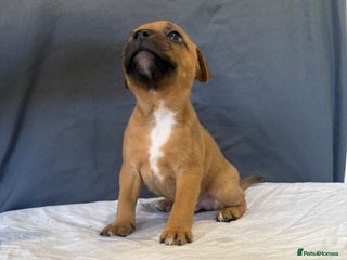 Staffordshire Bull Terrier dogs COI 3.6% Red staffordshire bull terrier's - Advert 1