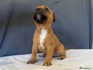 Staffordshire Bull Terrier dogs COI 3.6% Red staffordshire bull terrier's - Advert 4