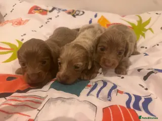 Miniature Dachshund dogs Kc longhair miniature dachshunds - Advert 6