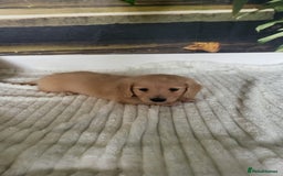 Dachshund dogs for sale: Miniature dachshunds - Image 6