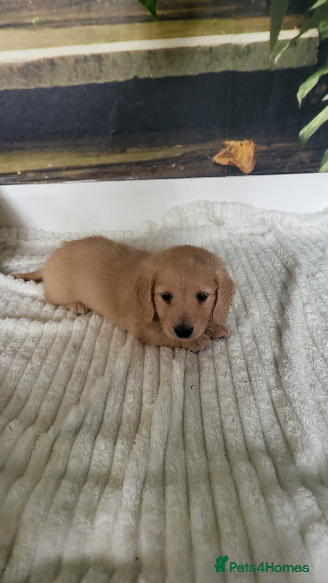 Dachshund dogs for sale: Miniature dachshunds - Image 6