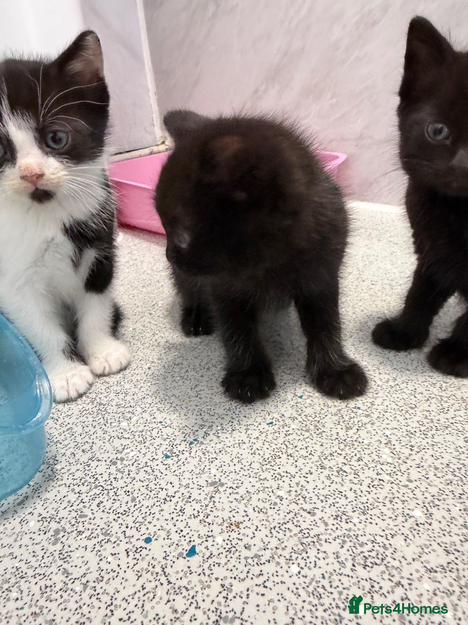 Mixed Breed cats for sale: Male Kittens  - Advert 2