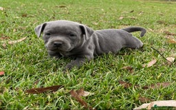 Staffordshire Bull Terrier dogs for sale: Staffordshire  puppies for sale - Image 3