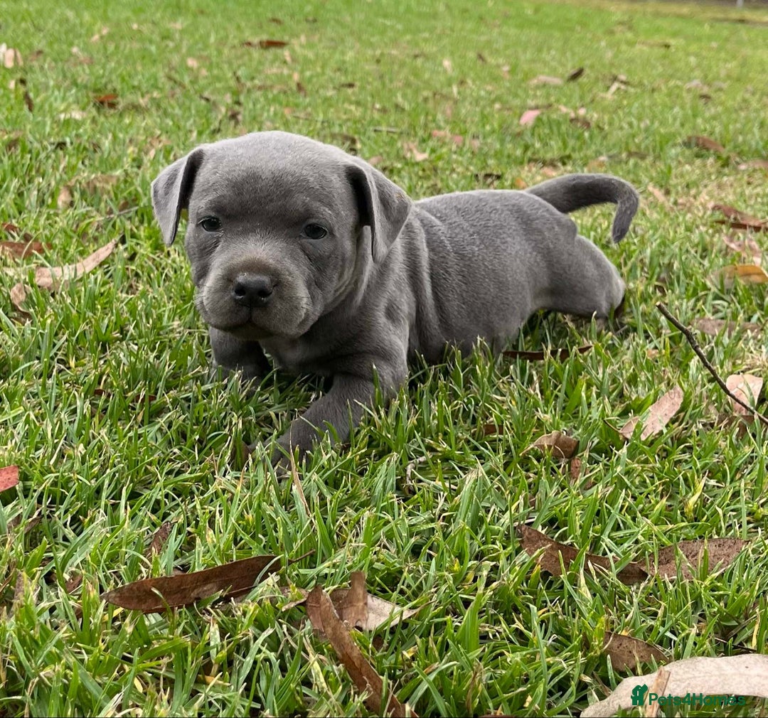 Staffordshire Bull Terrier dogs for sale: Staffordshire  puppies for sale - Image 3