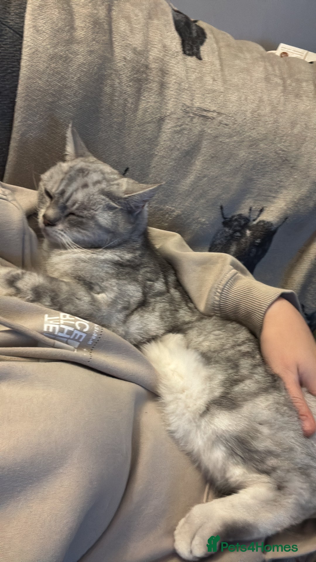 Exotic cats for sale: 6yr old Smokey  - Advert 5