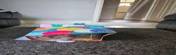 British Shorthair cats for sale: Colourpoint British Shorthair  in Cardiff - Advert 5