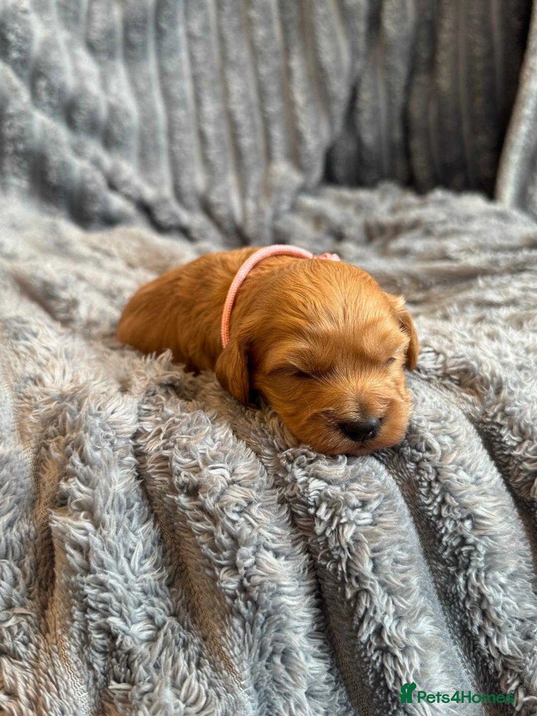 Cavapoo dogs for sale: Beautiful Cavapoo Puppies🐶 - Image 5