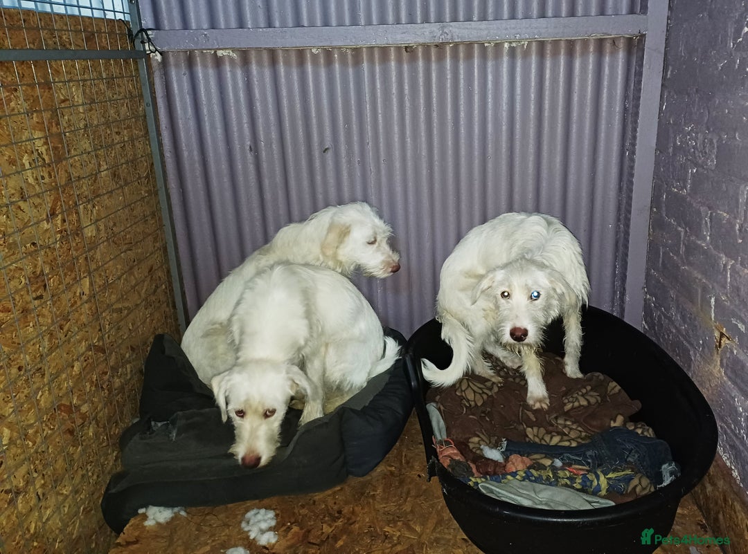 Mixed Breed dogs for adoption: LUNA - a Superb Girl for a Loving Home - Image 3