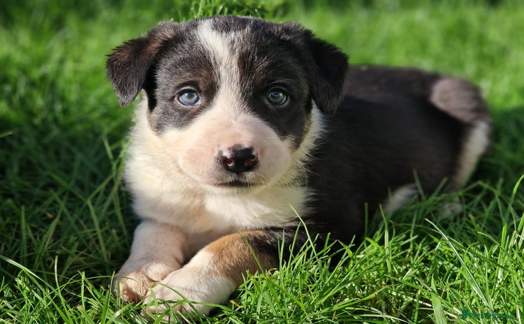 Border Collie dogs - Advert 8