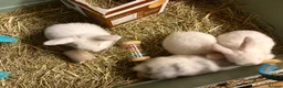Mini Lop rabbits for sale: Beautiful Mini Lop Rabbits – Ready from 9th Nov - Advert 6