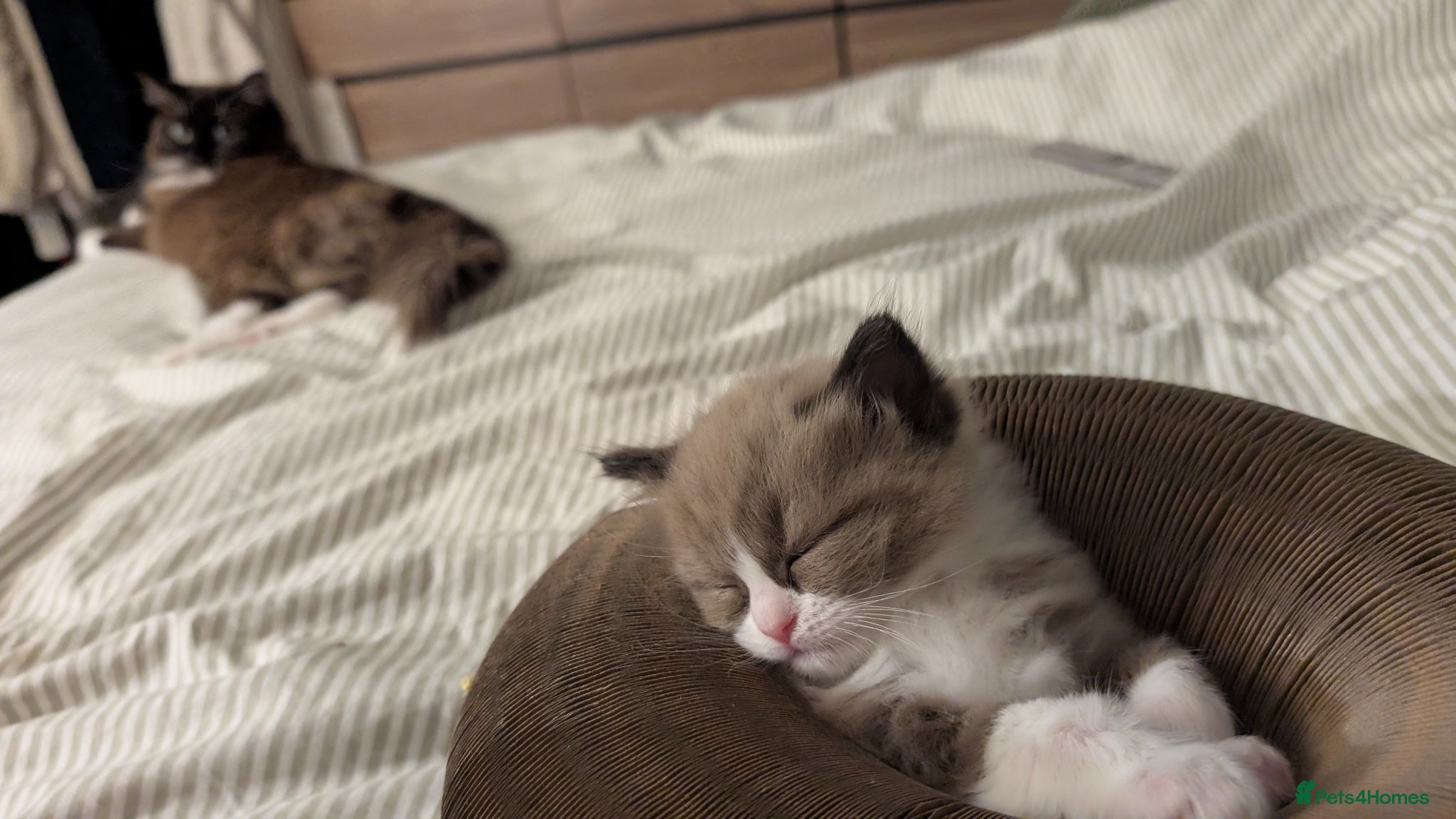 Ragdoll cats Ragdoll kittens- 1 boy 1 girl available  - Advert 4